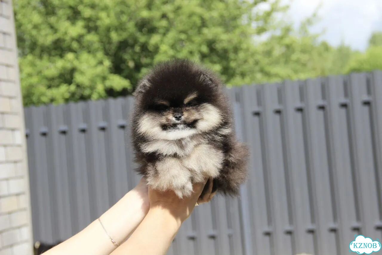 Померанский шпиц, щенок фото 6