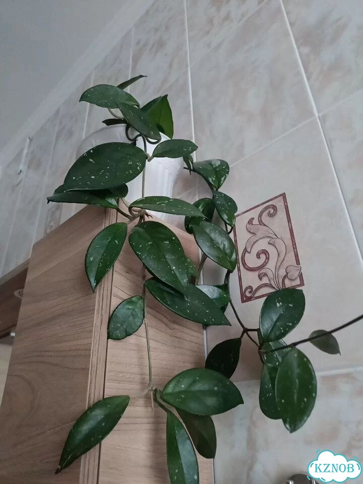 Хойи фото 1