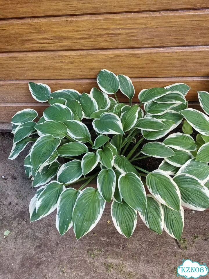 Хоста куст фото 1