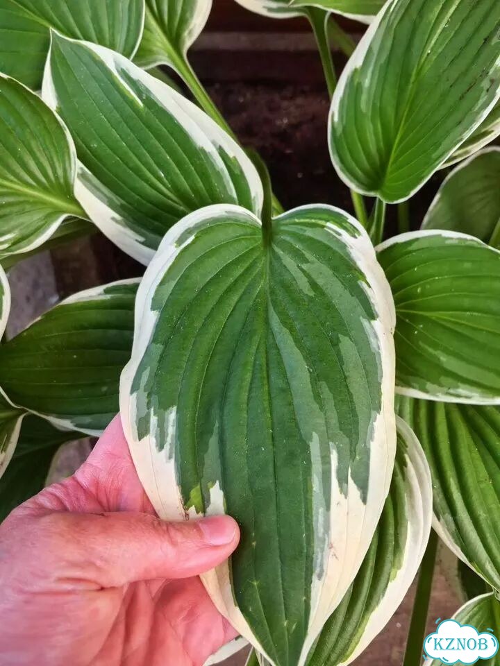 Хоста куст фото 2