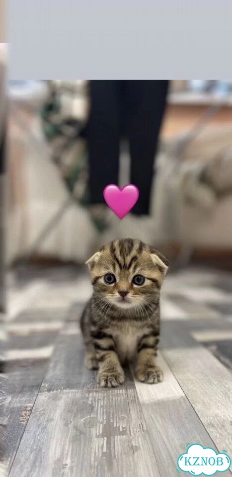 Шотландский вислоухий короткошёрстный котёнок фото 1