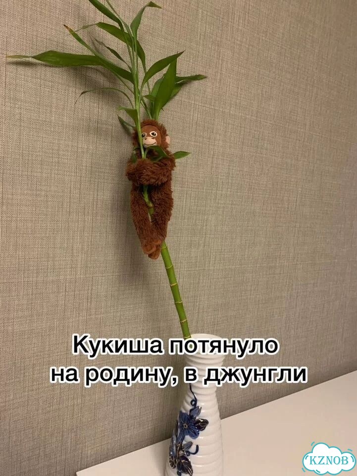 Легендарная обезьяна из IKEA ищет тусу фото 7