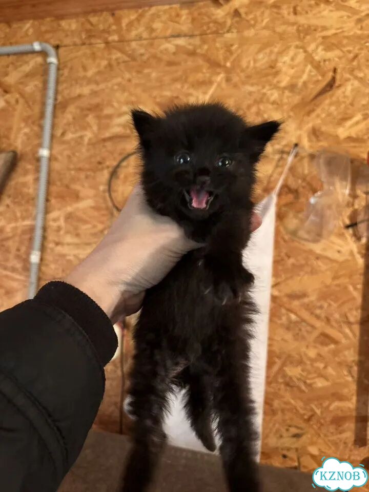 Котёнок в добрые руки фото 1