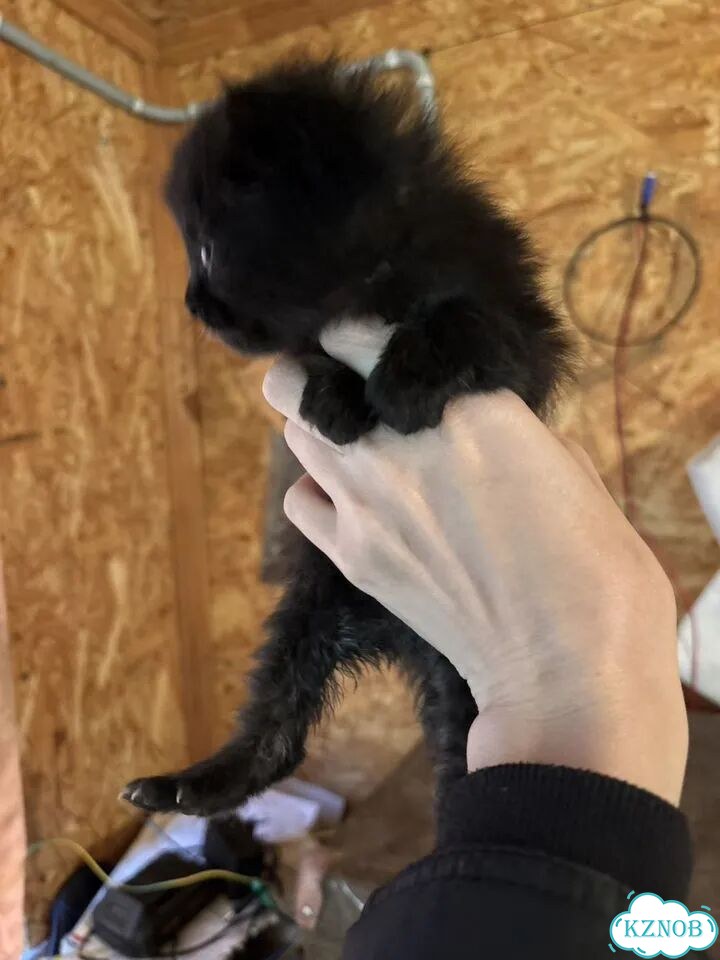 Котёнок в добрые руки фото 2