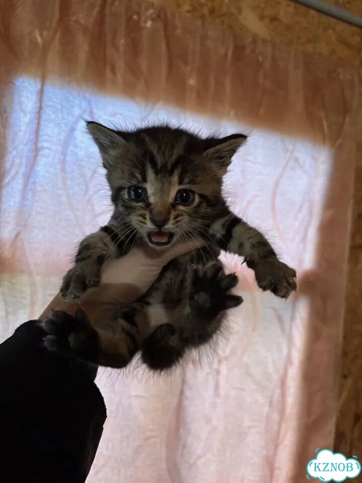 Котёнок в добрые руки фото 3