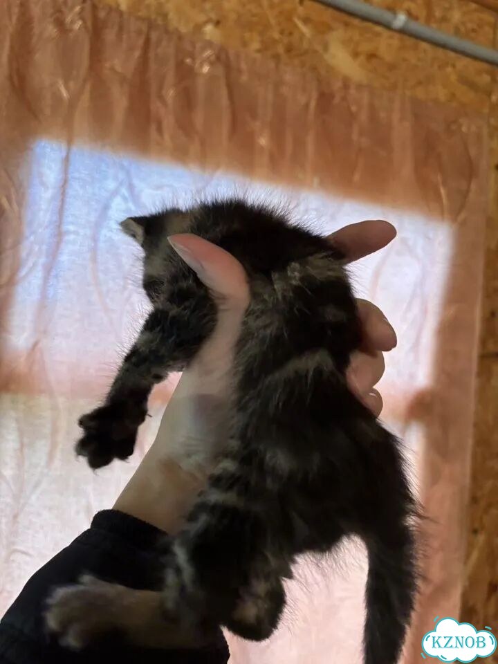 Котёнок в добрые руки фото 4