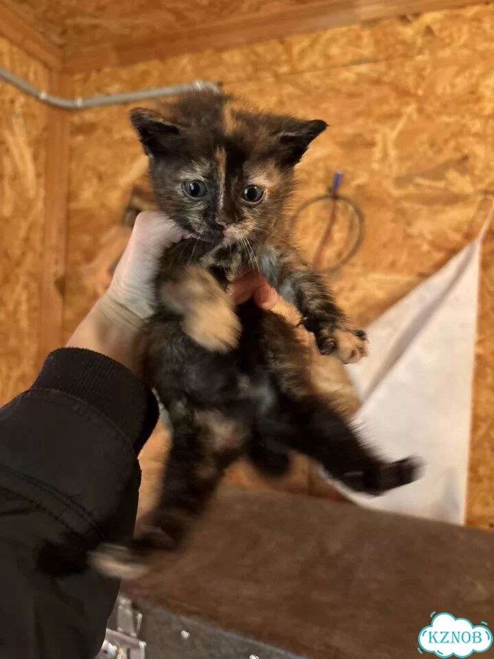 Котёнок в добрые руки фото 5