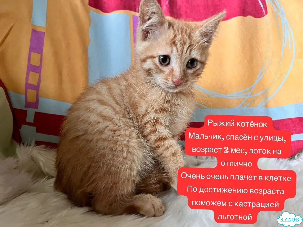 Котёнок в добрые руки фото 1