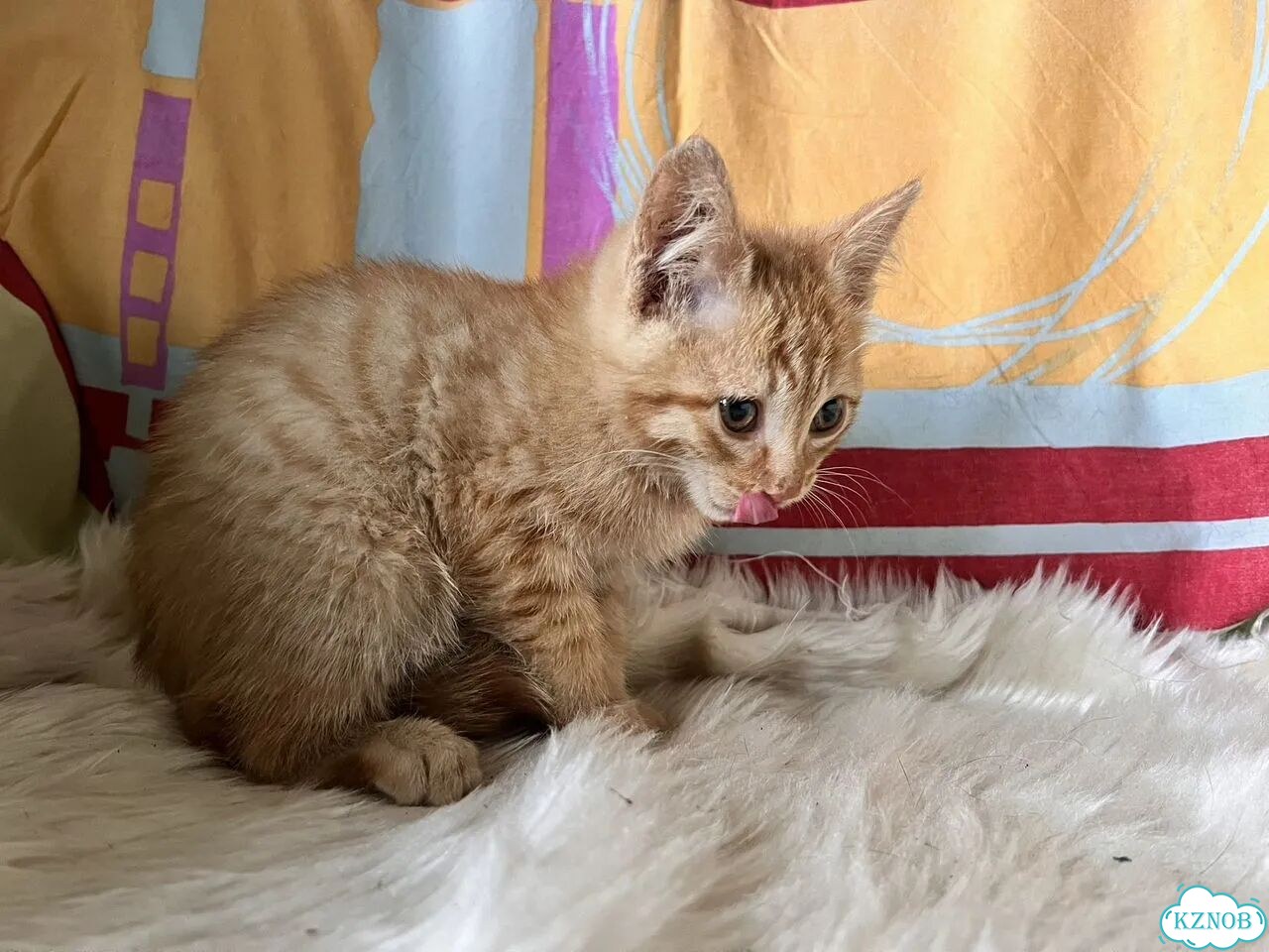 Котёнок в добрые руки фото 2