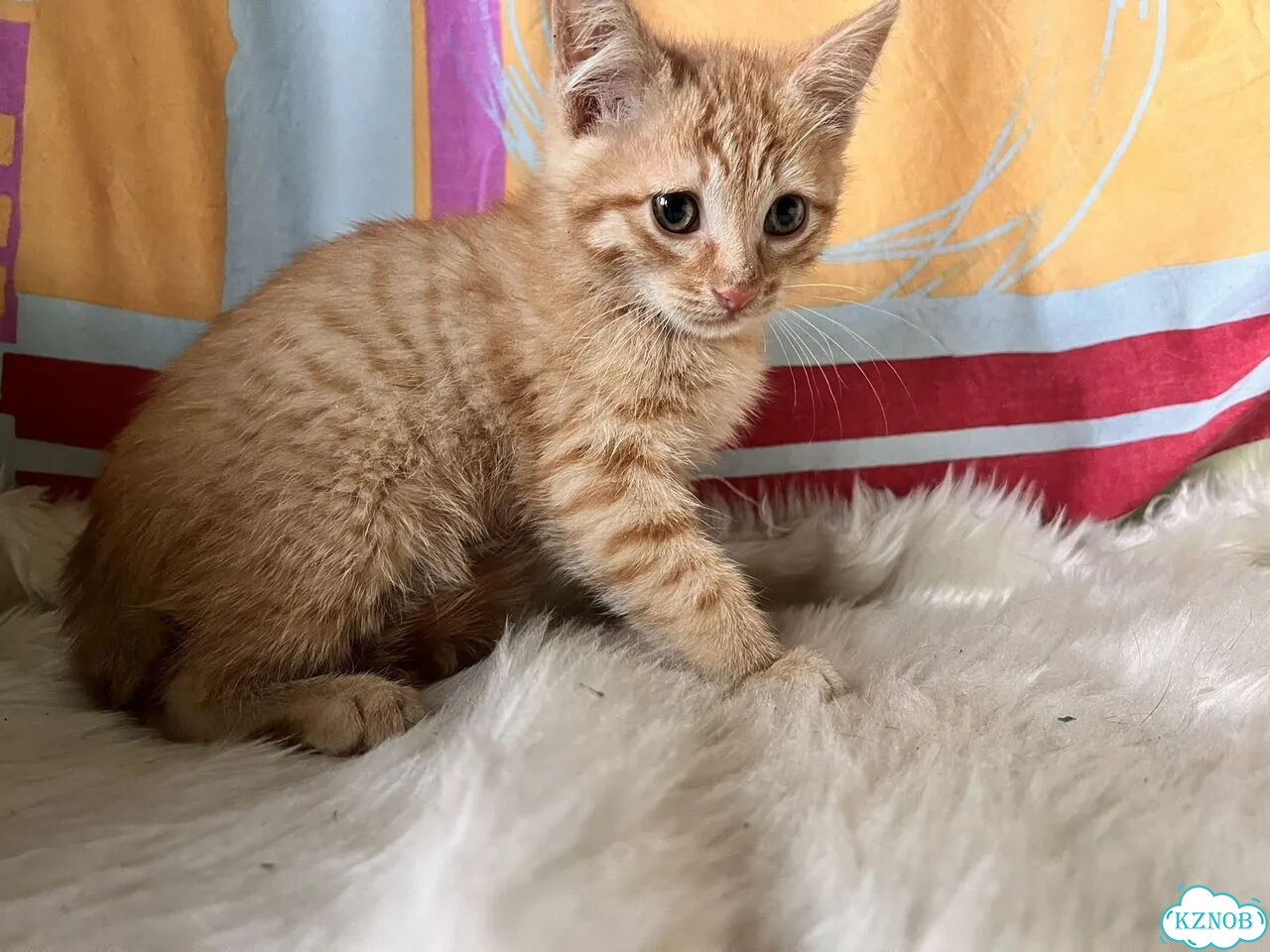 Котёнок в добрые руки фото 3