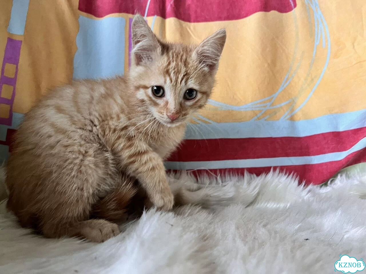 Котёнок в добрые руки фото 4