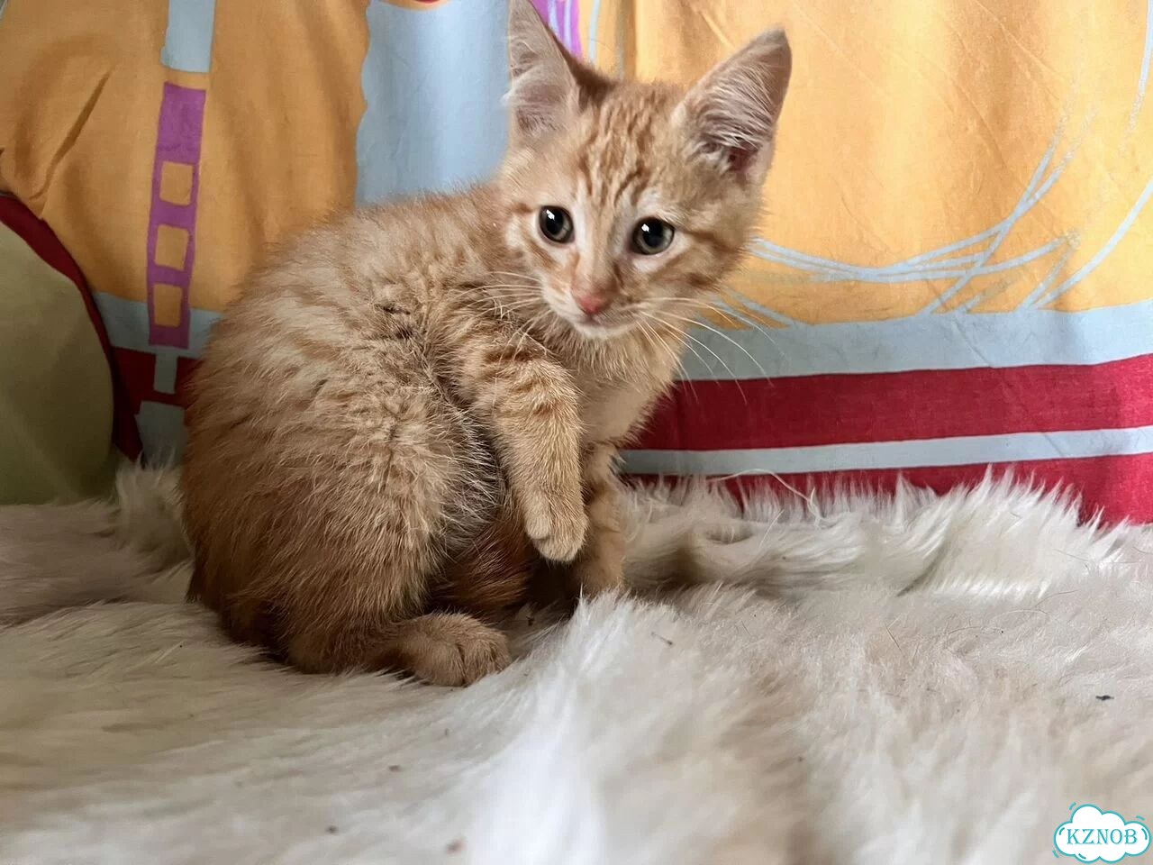 Котёнок в добрые руки фото 5