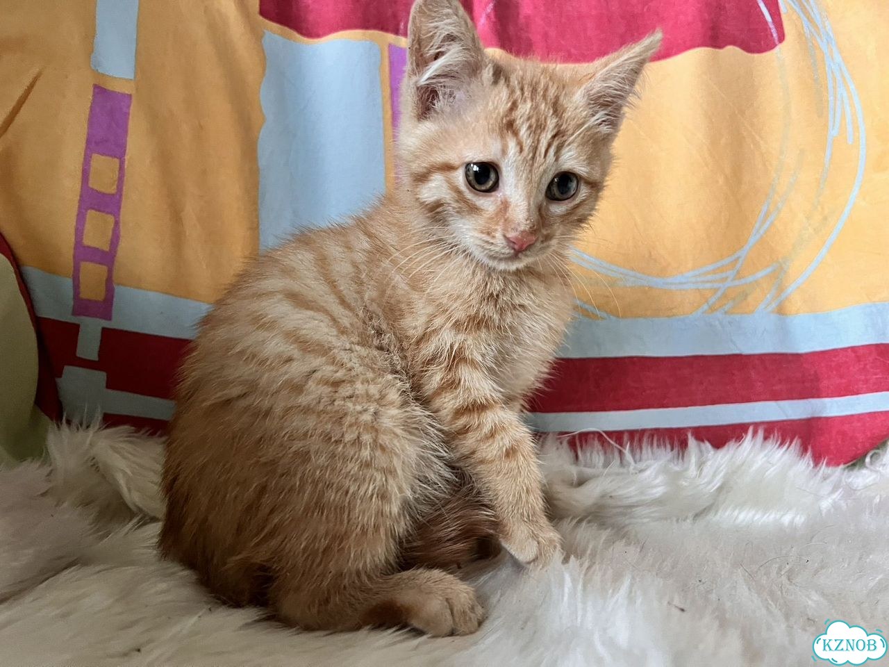 Котёнок в добрые руки фото 6
