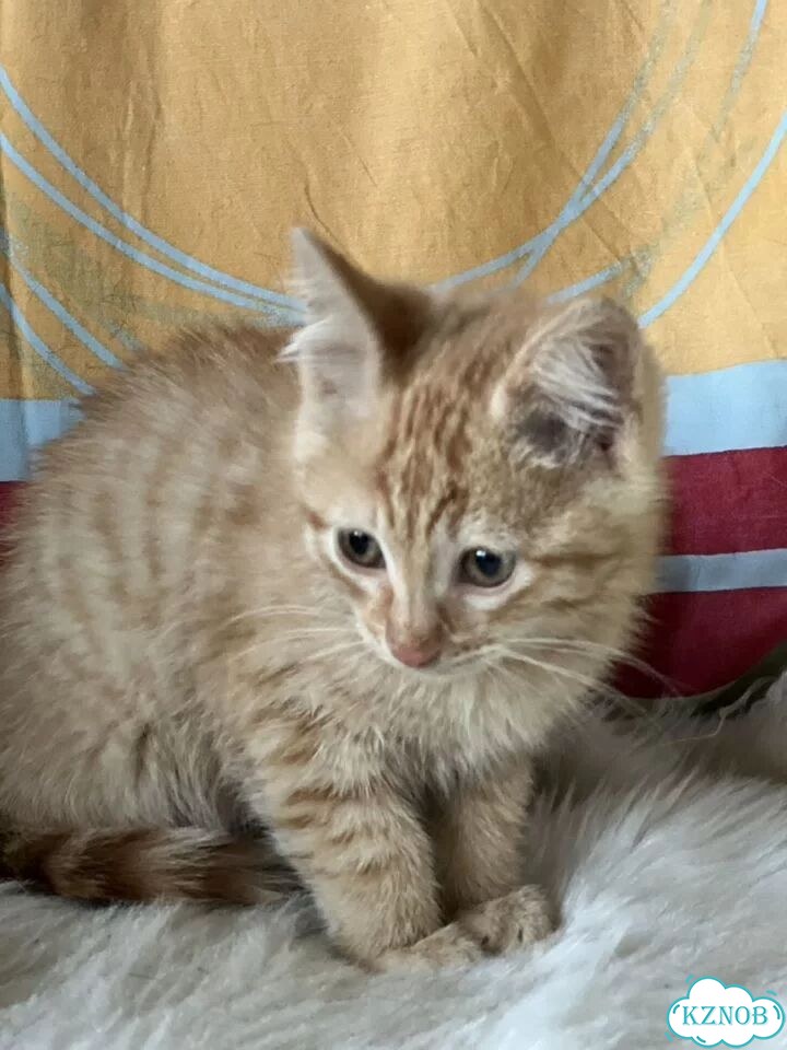 Котёнок в добрые руки фото 7