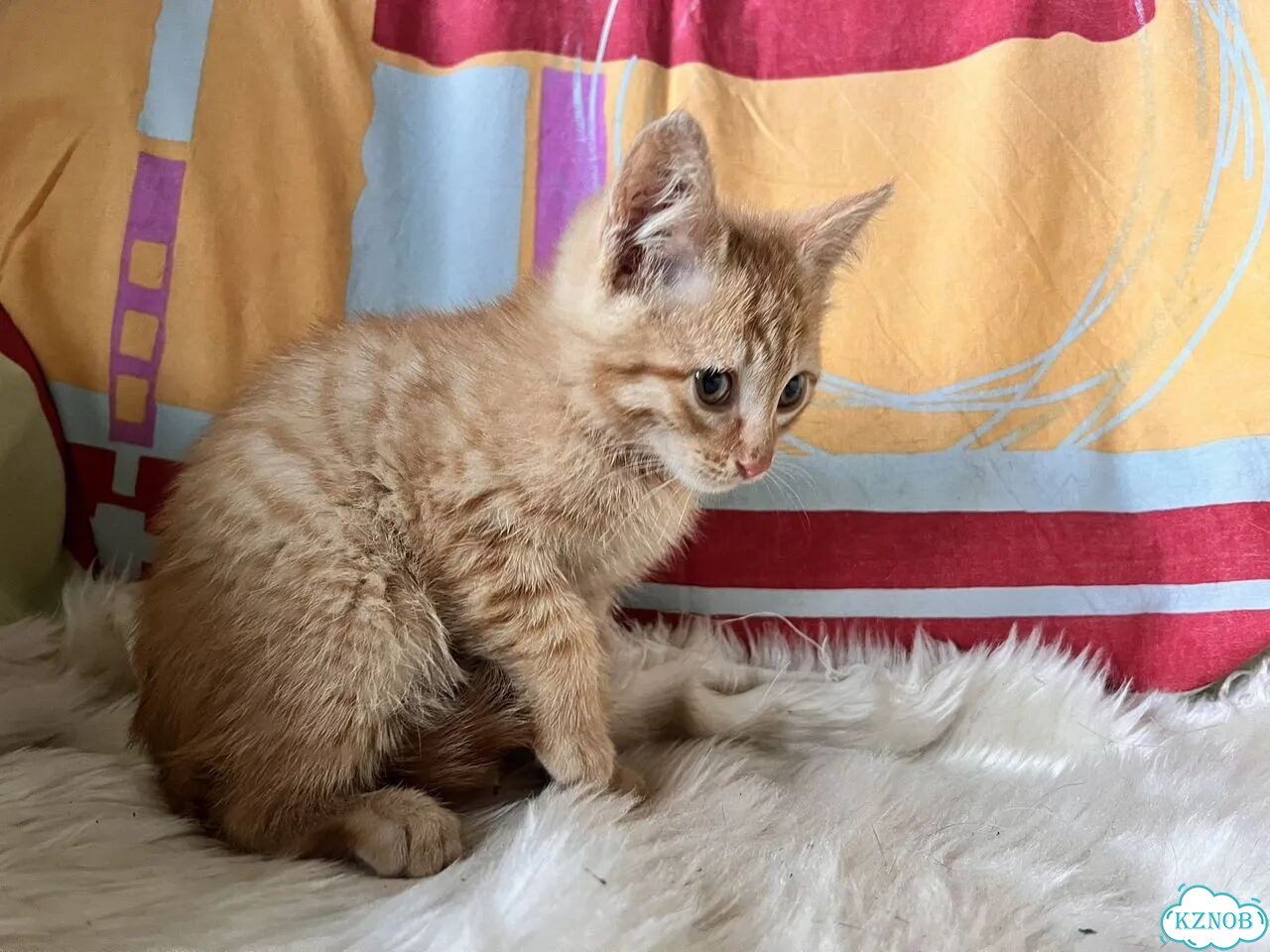 Котёнок в добрые руки фото 8