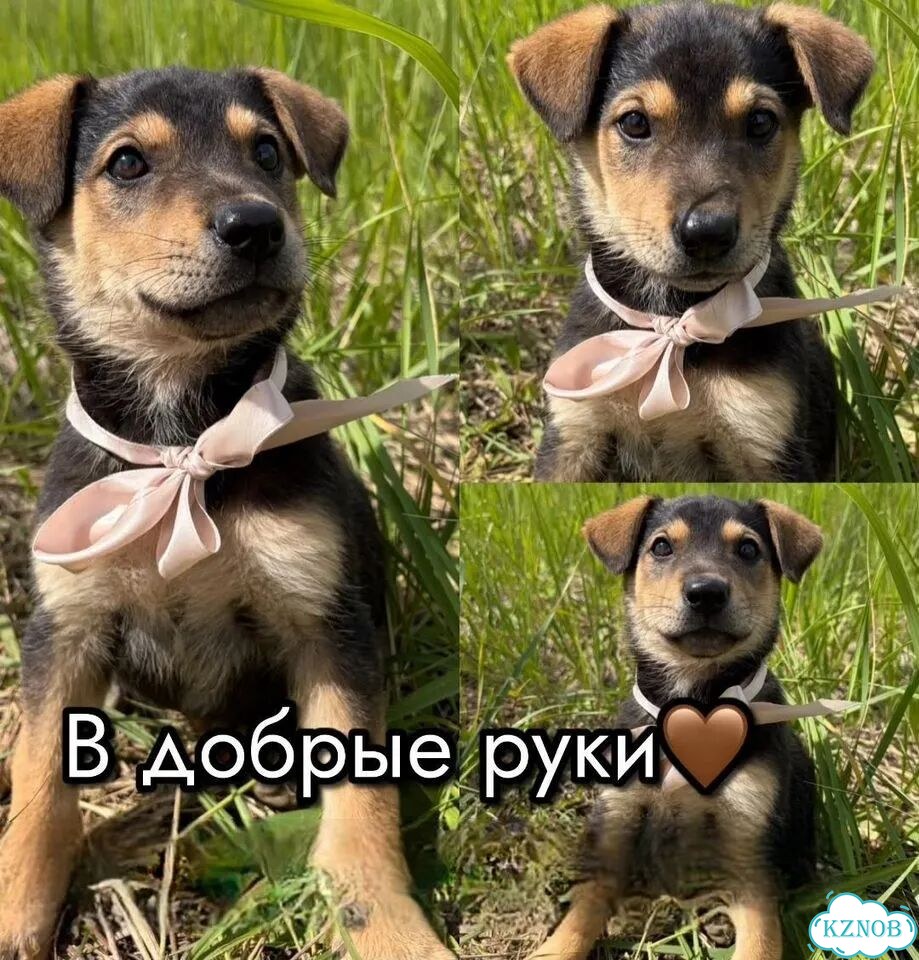 Щенок в добрые руки фото 1