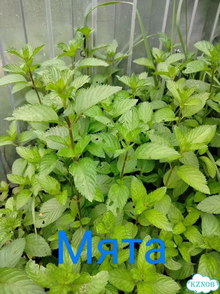 Мята и Мелисса фото 1