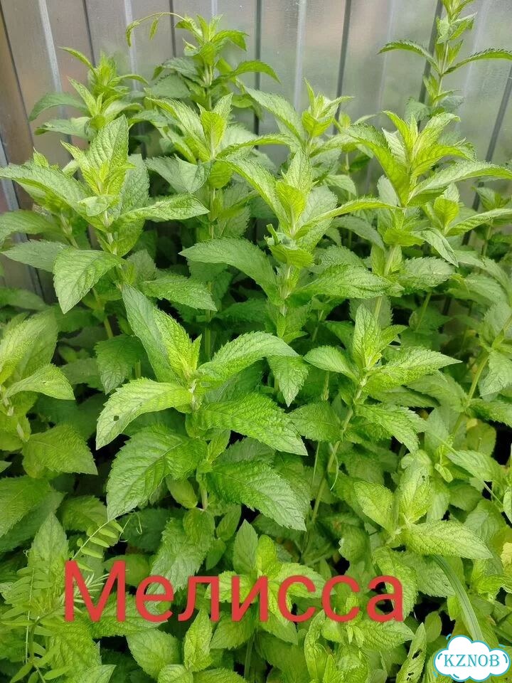 Мята и Мелисса фото 2