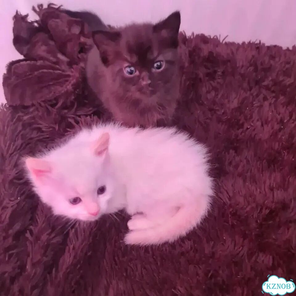Котёнок в добрые руки фото 1