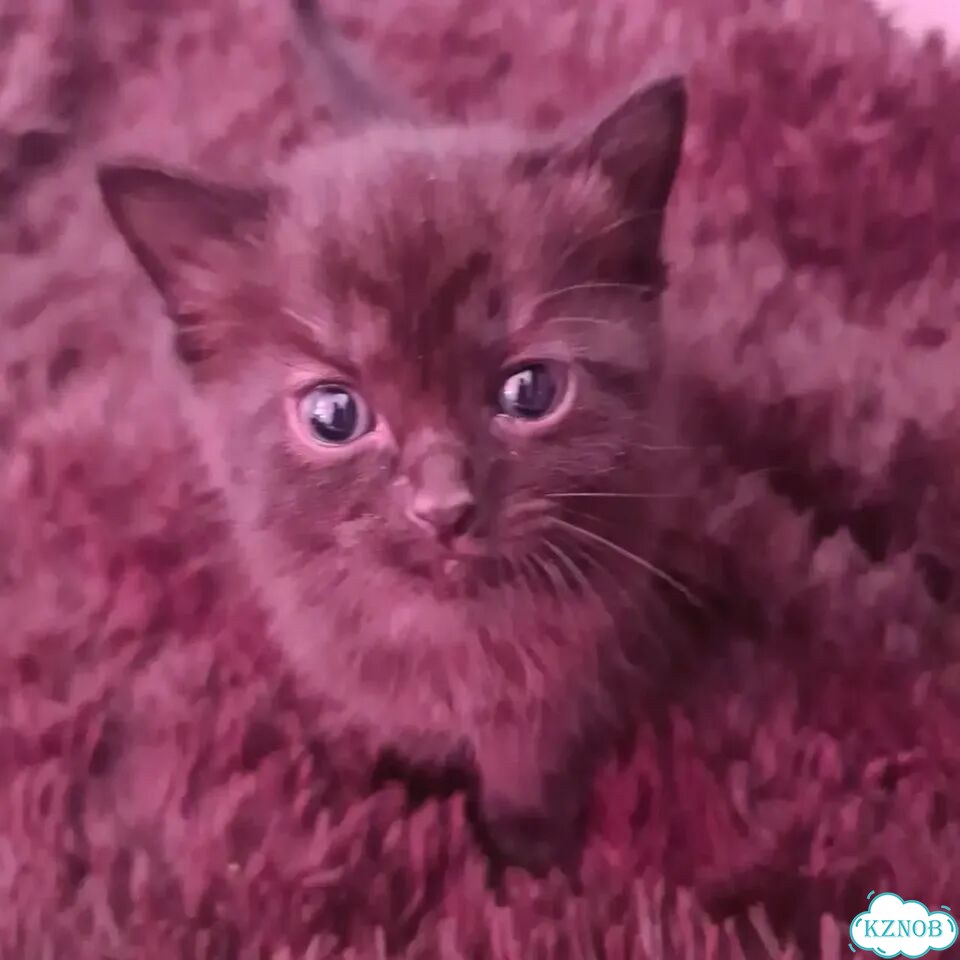Котёнок в добрые руки фото 2
