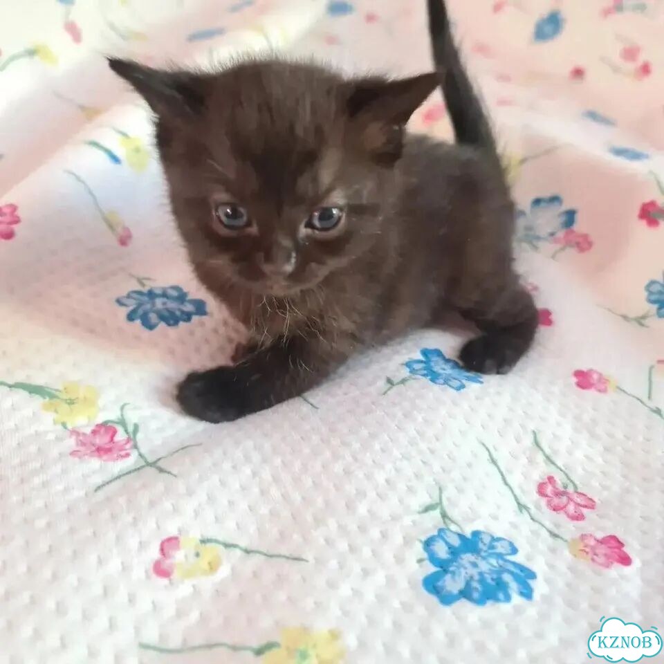 Котёнок в добрые руки фото 3