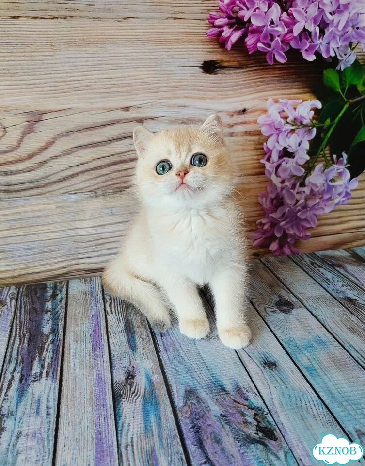 Британский короткошёрстный котёнок фото 1