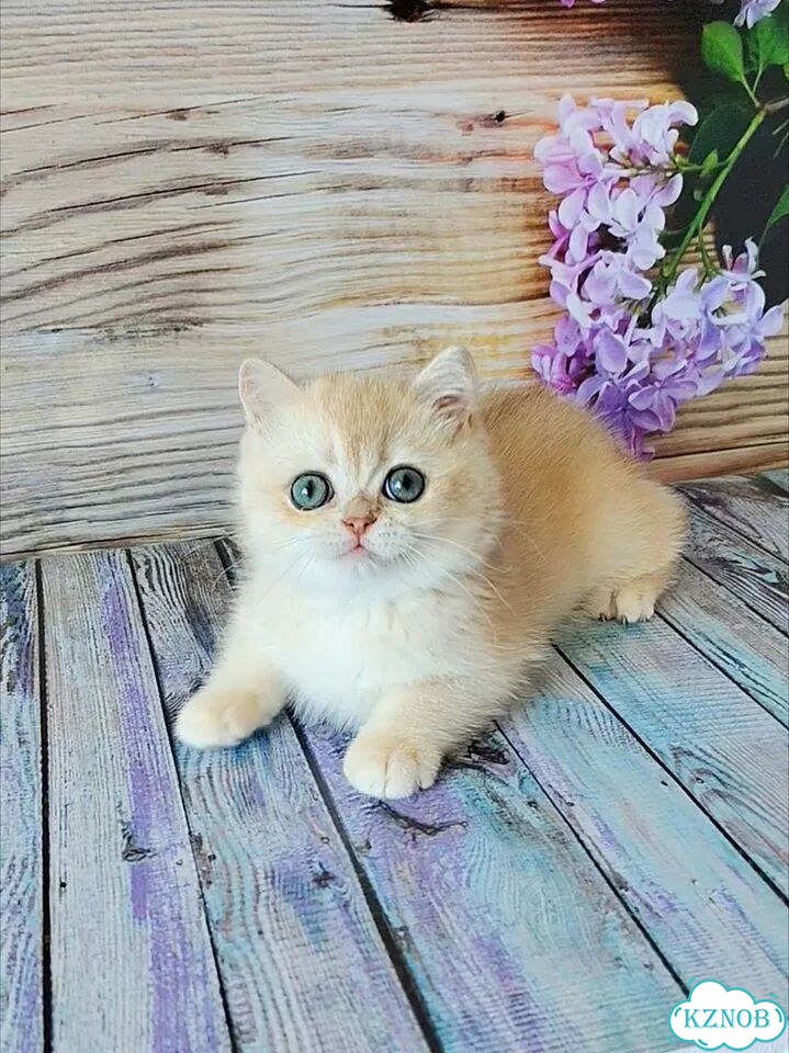 Британский короткошёрстный котёнок фото 10