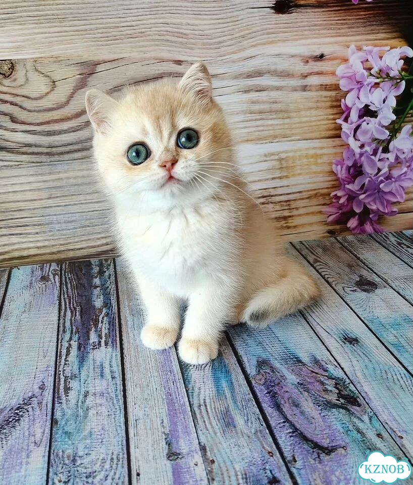 Британский короткошёрстный котёнок фото 2