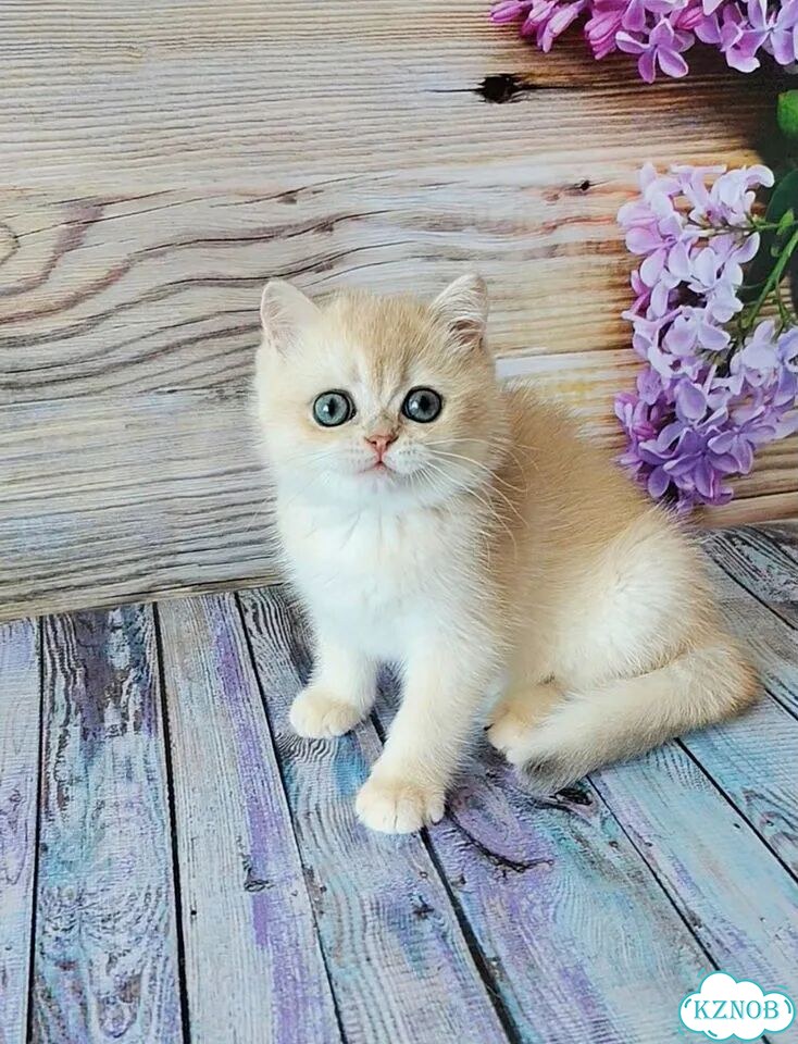 Британский короткошёрстный котёнок фото 3