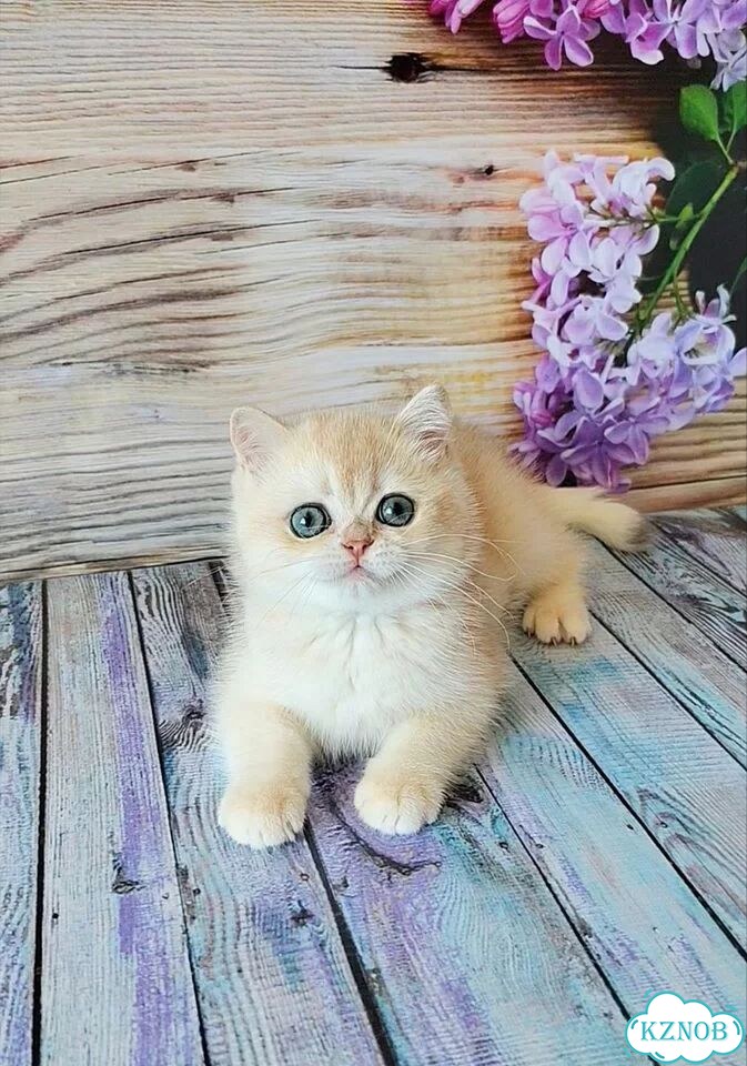 Британский короткошёрстный котёнок фото 4