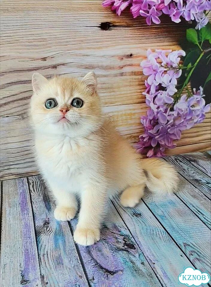 Британский короткошёрстный котёнок фото 5