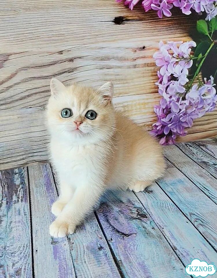 Британский короткошёрстный котёнок фото 6