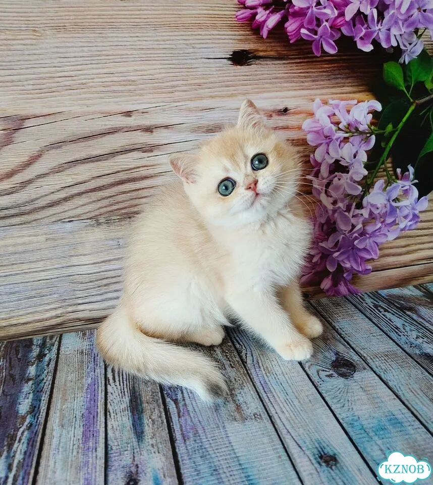 Британский короткошёрстный котёнок фото 7