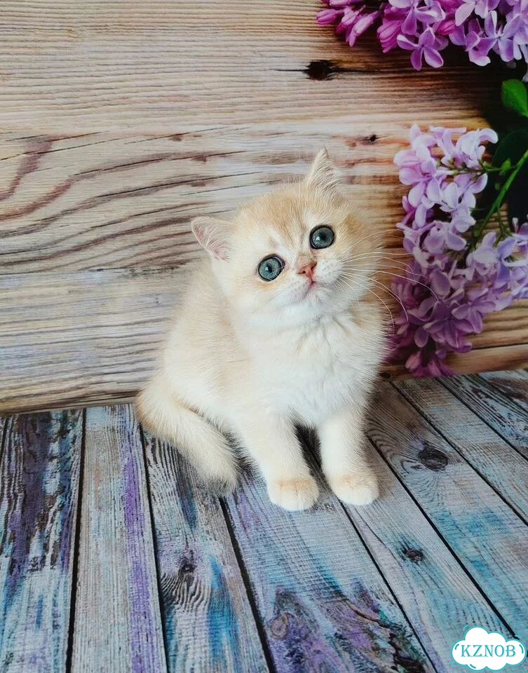 Британский короткошёрстный котёнок фото 8