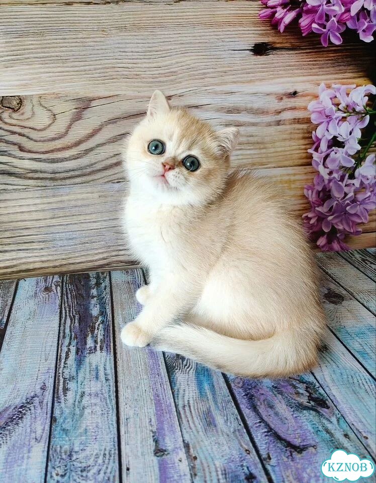 Британский короткошёрстный котёнок фото 9