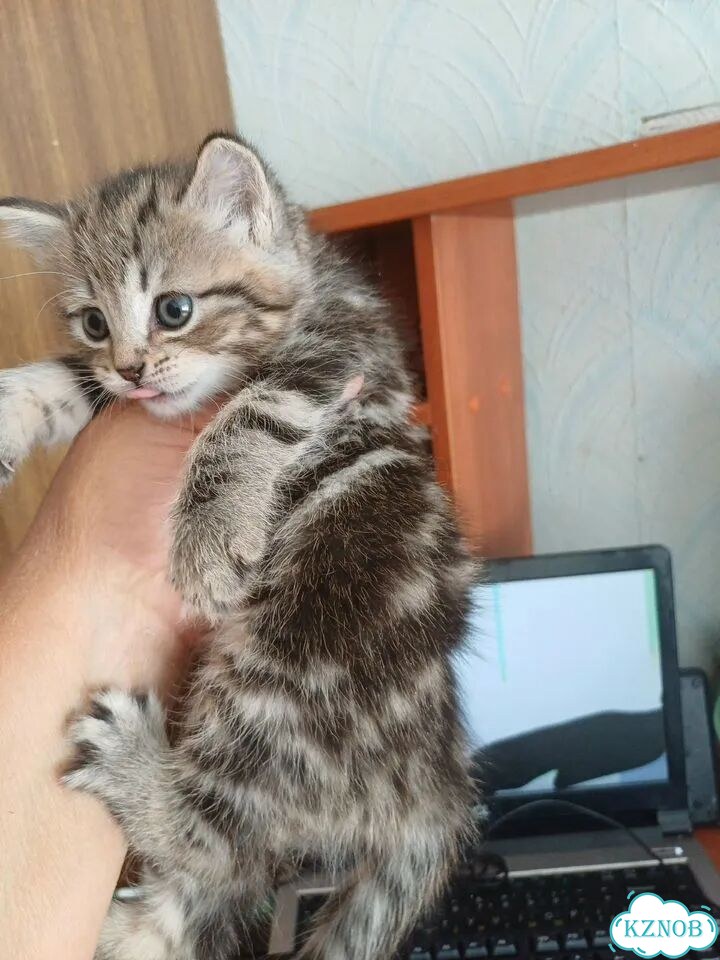 Шотландский прямоухий короткошёрстный котёнок фото 1