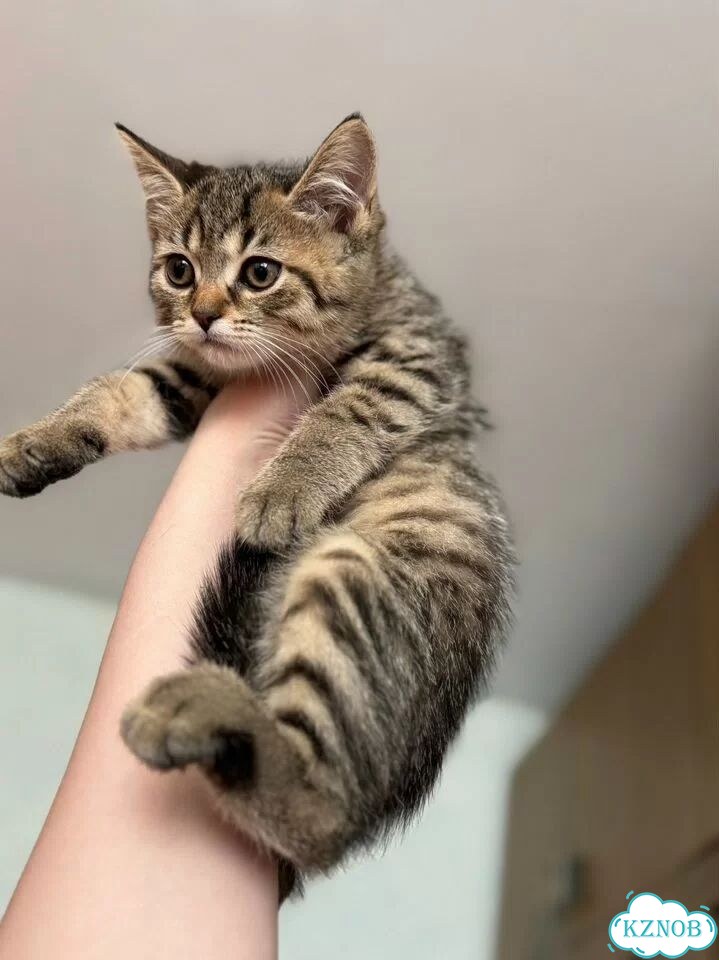 Шотландский прямоухий короткошёрстный котёнок фото 2