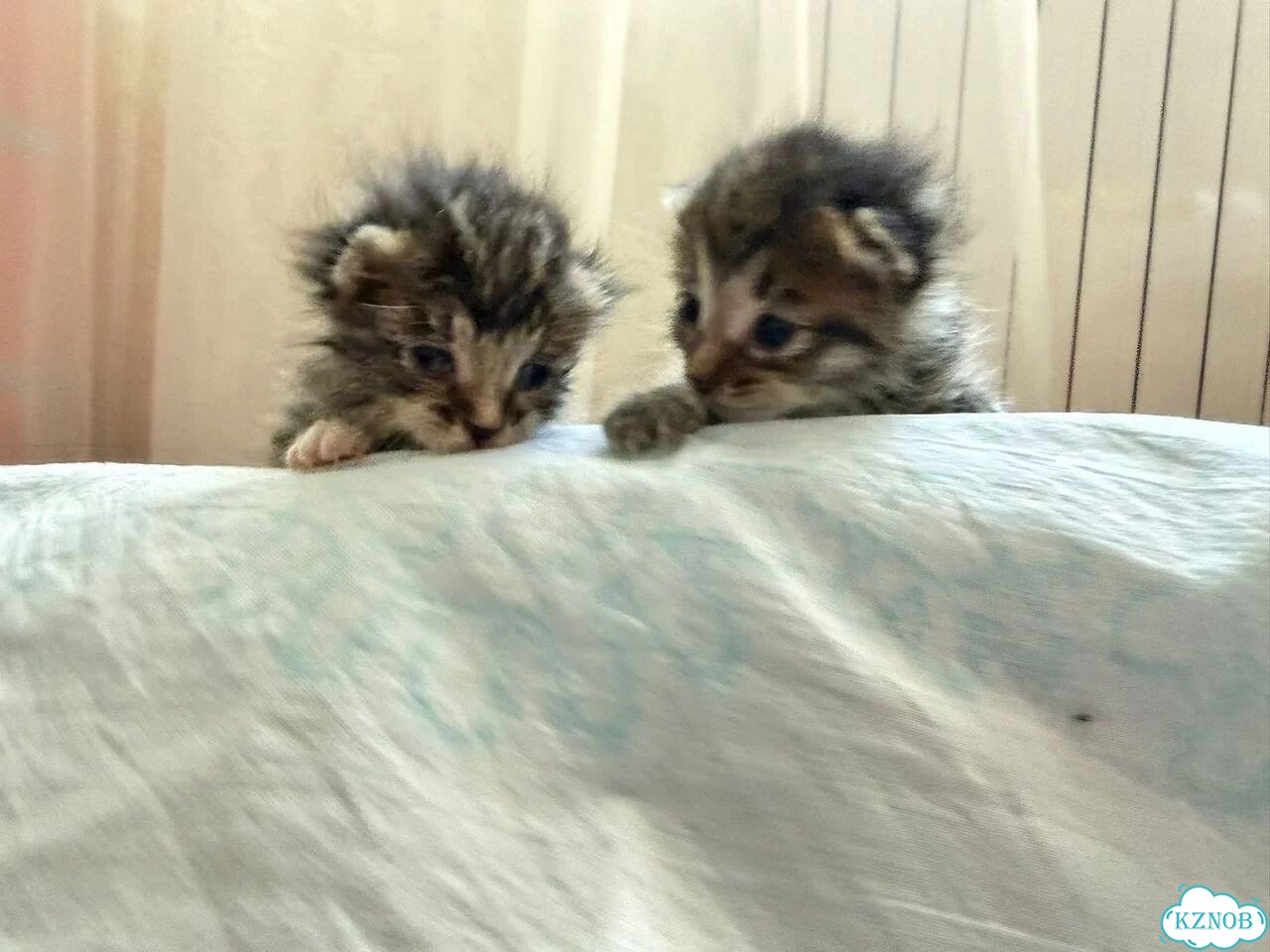 Котёнок в добрые руки фото 5