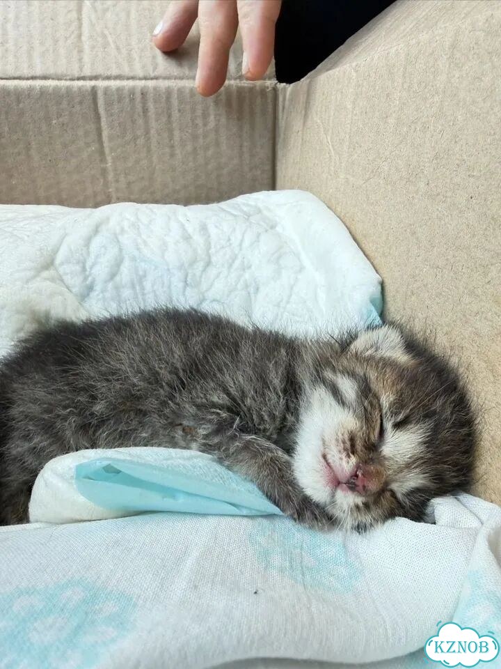 Котёнок в добрые руки фото 6