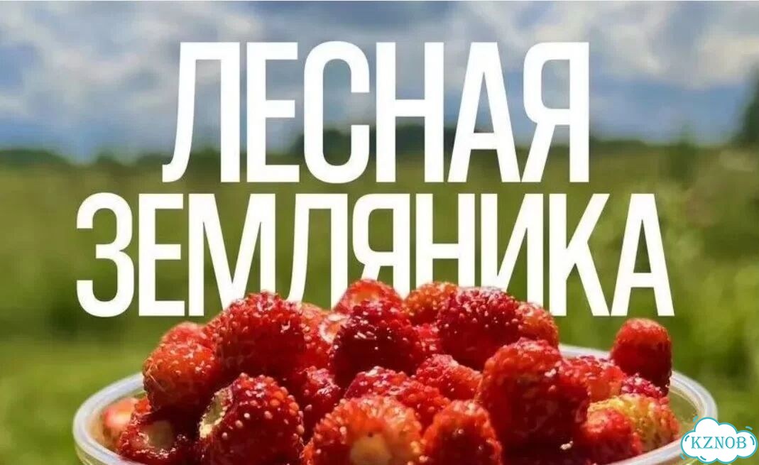 Земляника лесная фото 1
