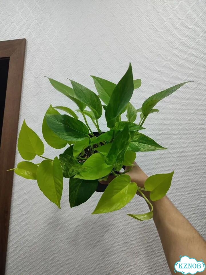 Эпипремнум микс фото 2