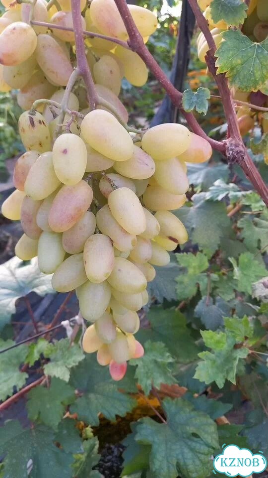 Саженцы винограда ранние сорта фото 4