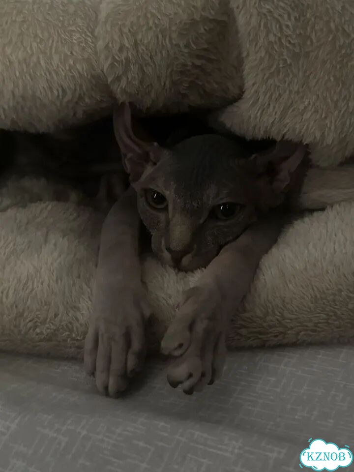 Канадский сфинкс котёнок фото 1