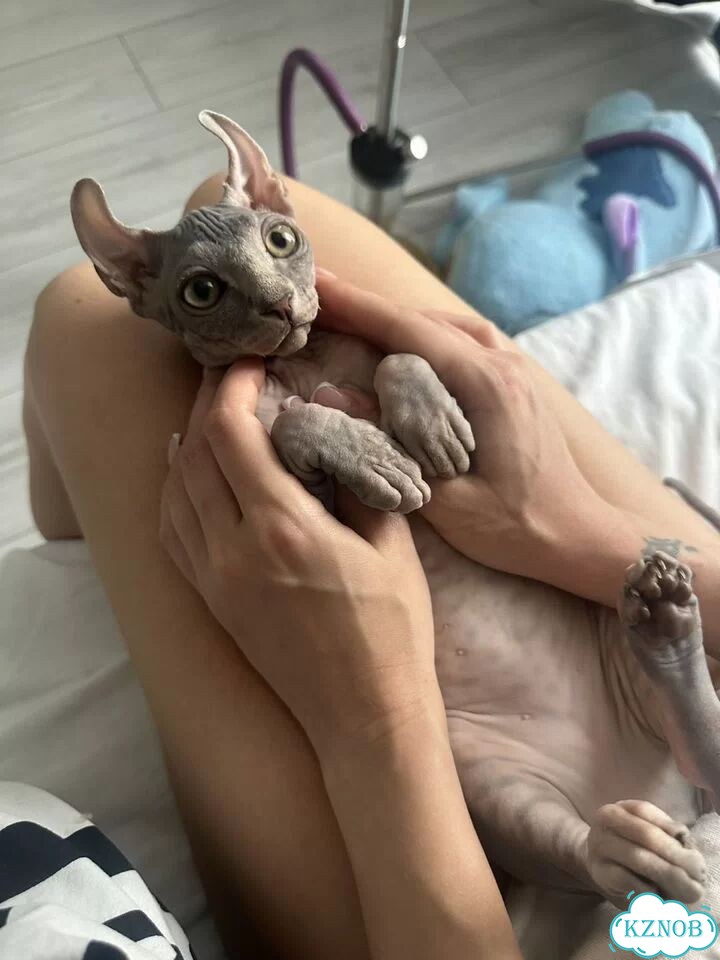 Канадский сфинкс котёнок фото 3