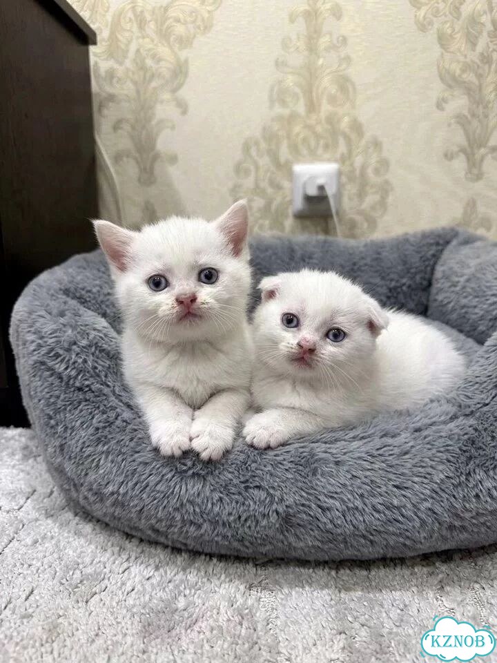 Шотландский вислоухий короткошёрстный котёнок фото 1