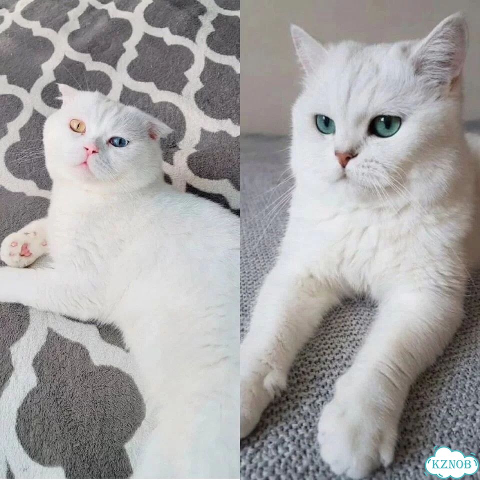 Шотландский вислоухий короткошёрстный котёнок фото 2