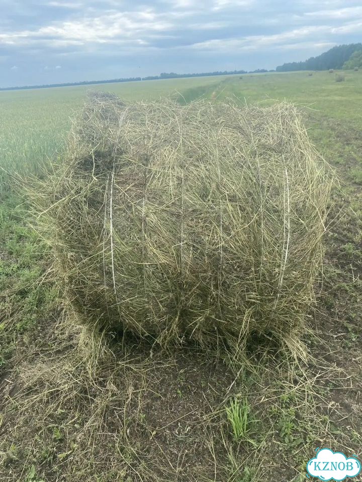 Сено в рулонах фото 1