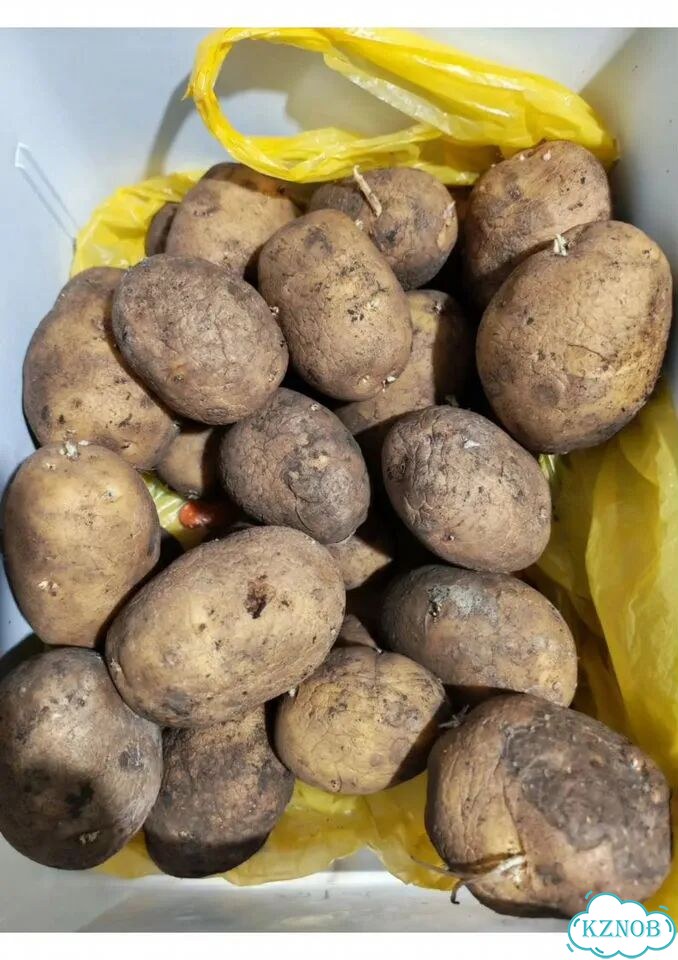 Продам картофель на еду фото 1