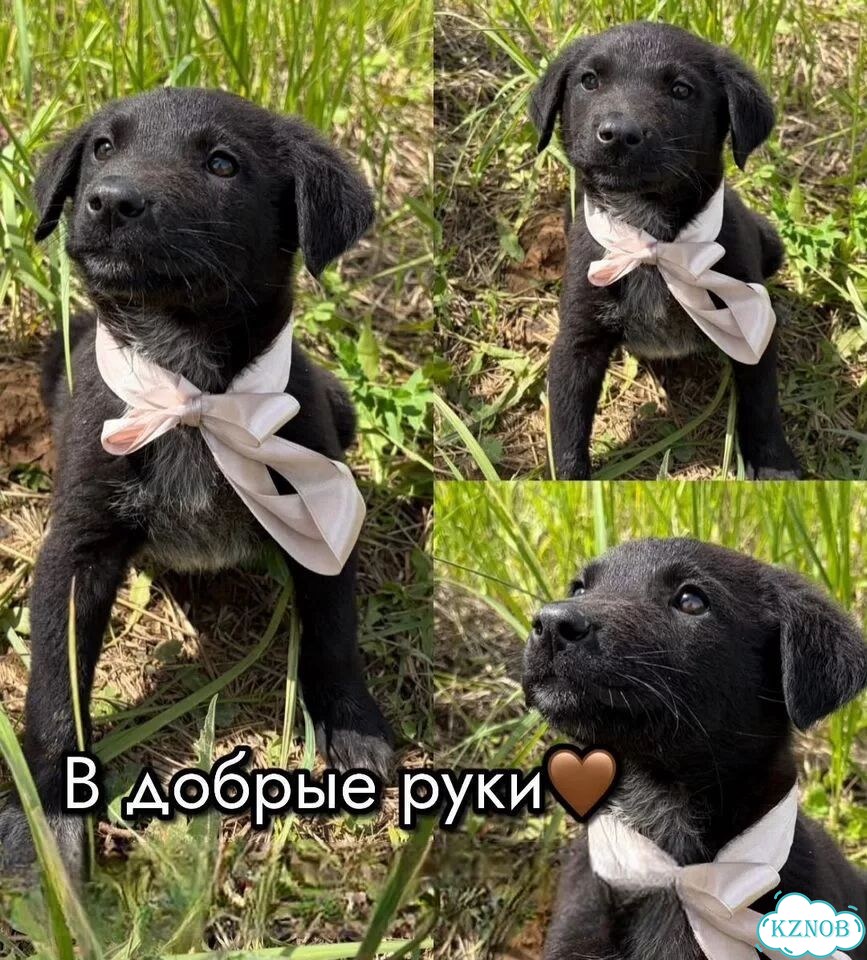 Щенок в добрые руки фото 1
