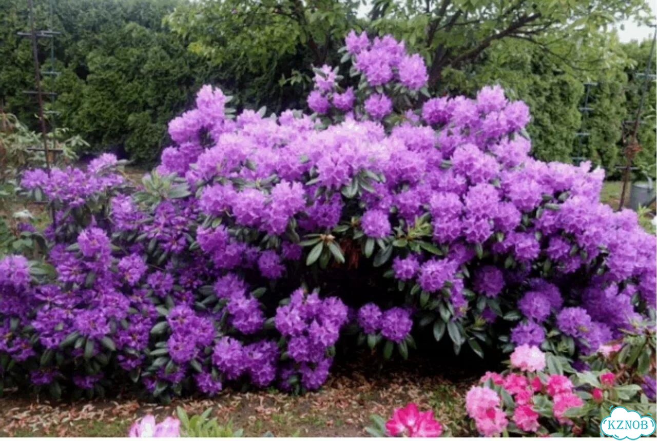 Рододендрон градифлорум Катевбинский фото 1
